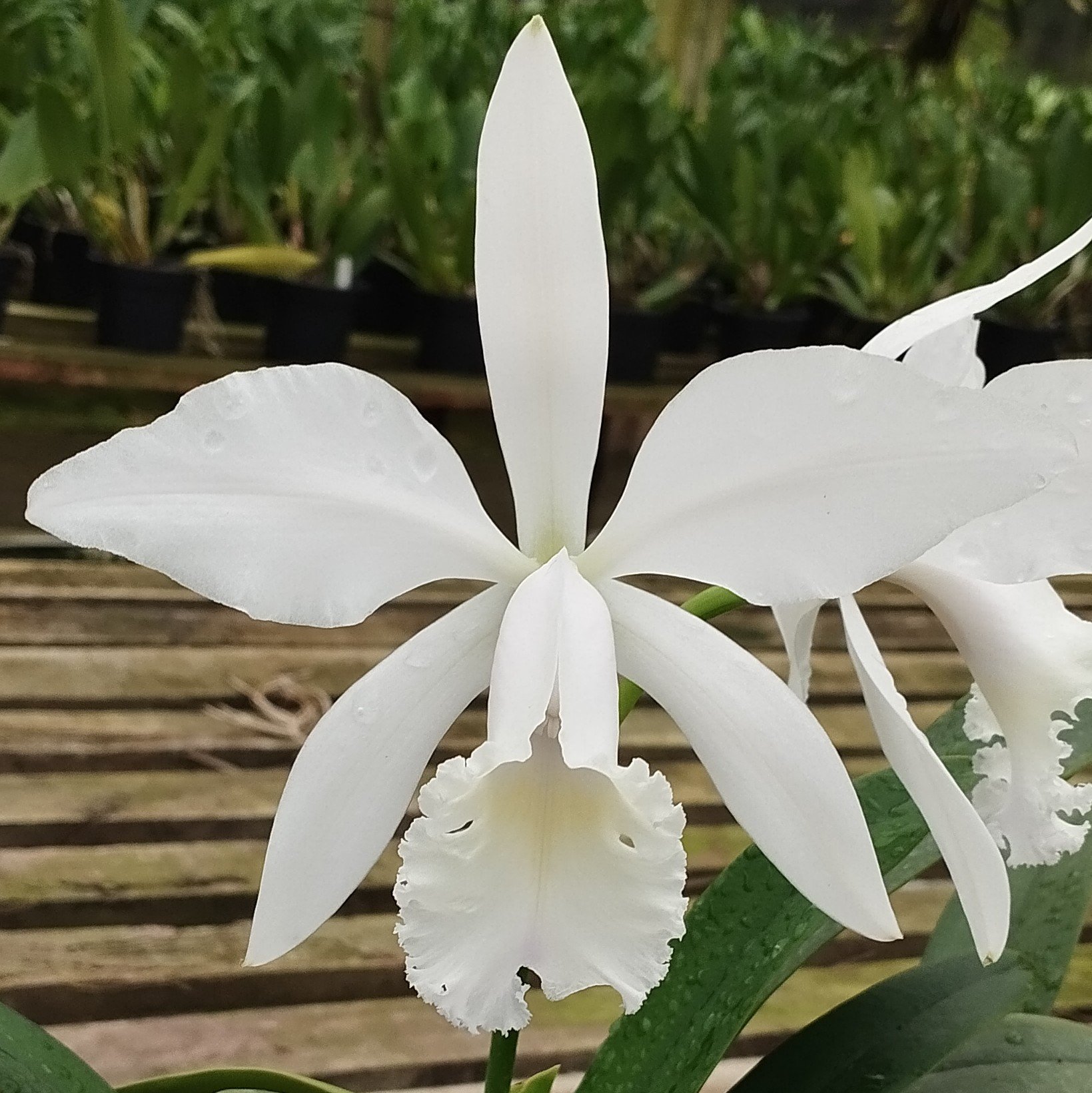C. Júlio Conceição | Orquidário Monte Negro