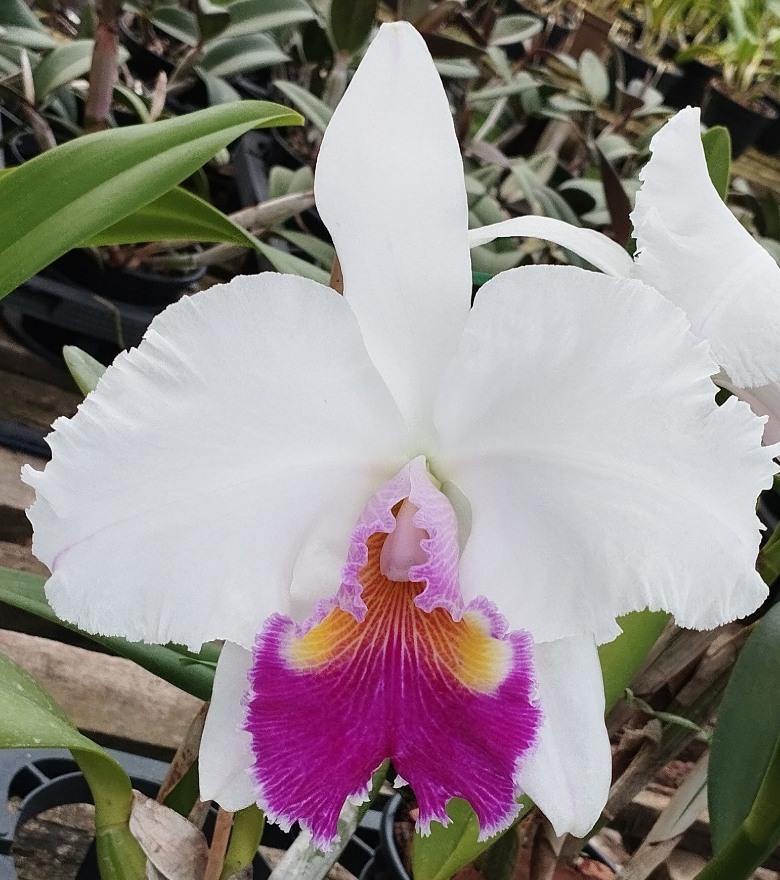Lc. Mildred Rivers x Blc. Suzuki's Charm | Orquidário Monte Negro