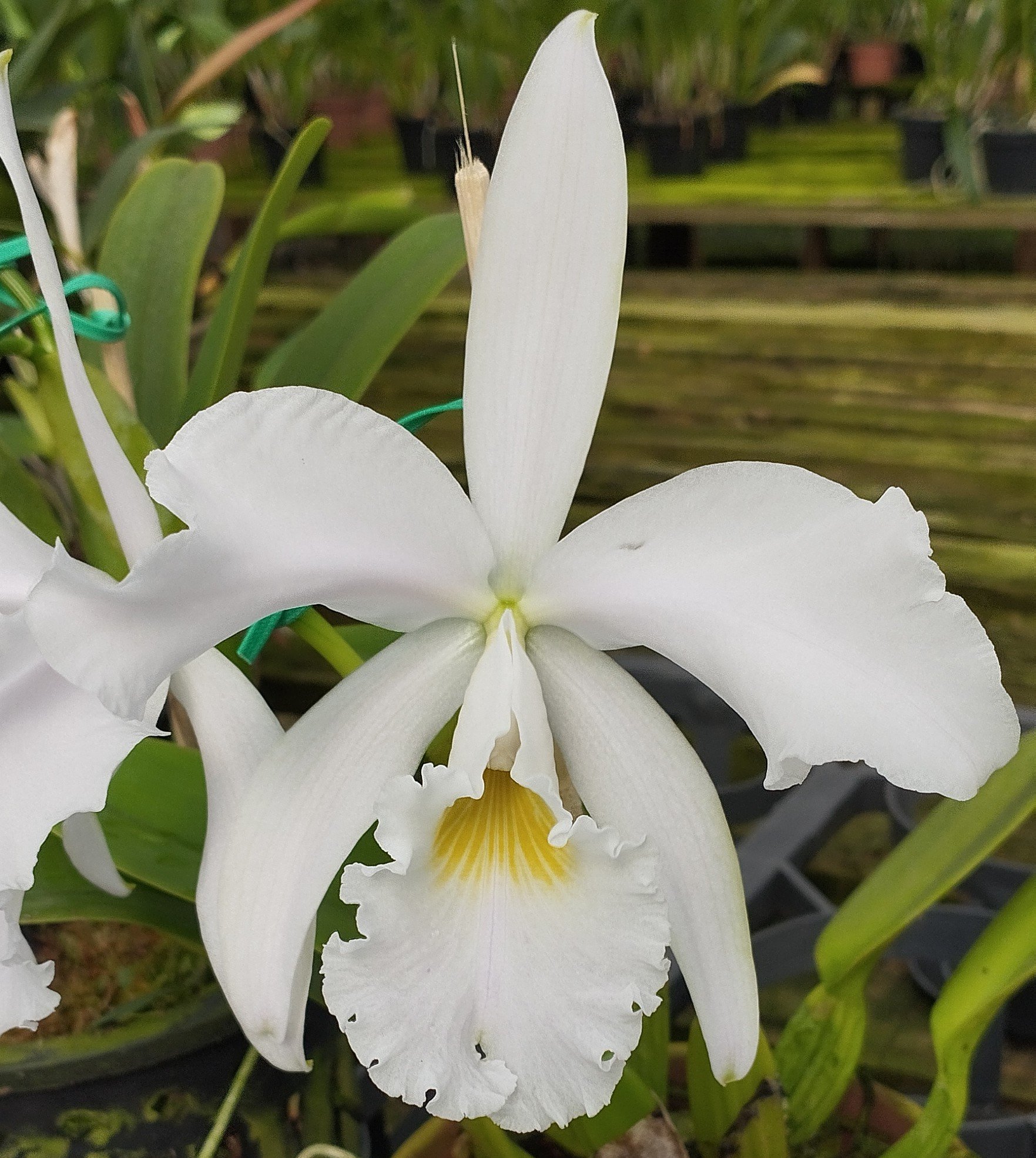 C. Warnerii Ricardo Bells x C. Warnerii Santa Teresa | Orquidário