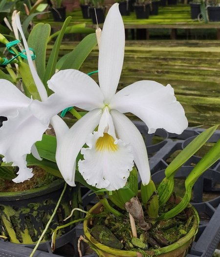 C. Warnerii Ricardo Bells x C. Warnerii Santa Teresa | Orquidário