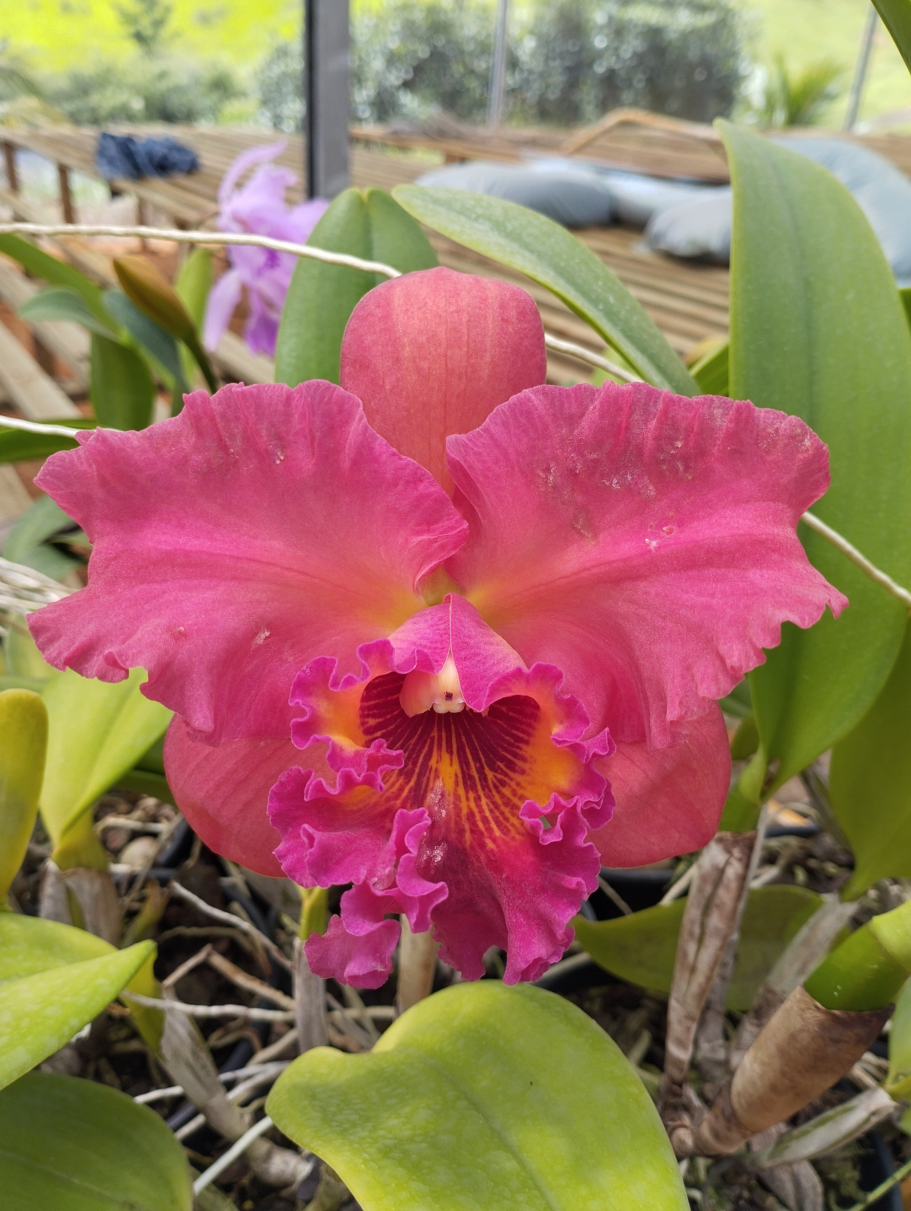 Blc. Suzuki Colossus | Orquidário Monte Negro