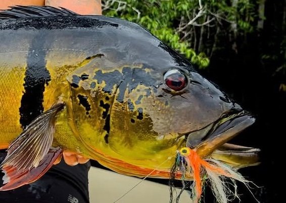 WILD FLY SHOP | Artigos de Qualidade para Pesca com Mosca - Fly