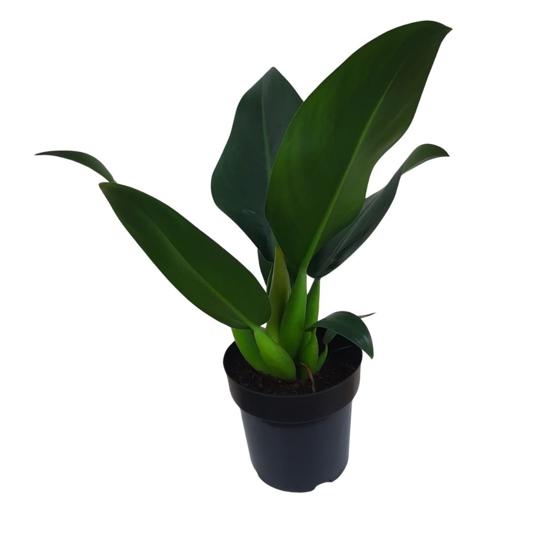 Planta Pacova Mdio Philodendron Martianum Phylhas UND | Leve Bem Orgnicos