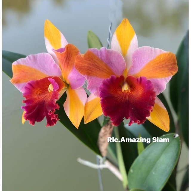 Rlc Amazing Siam | MUNCHOW ORCHIDS
