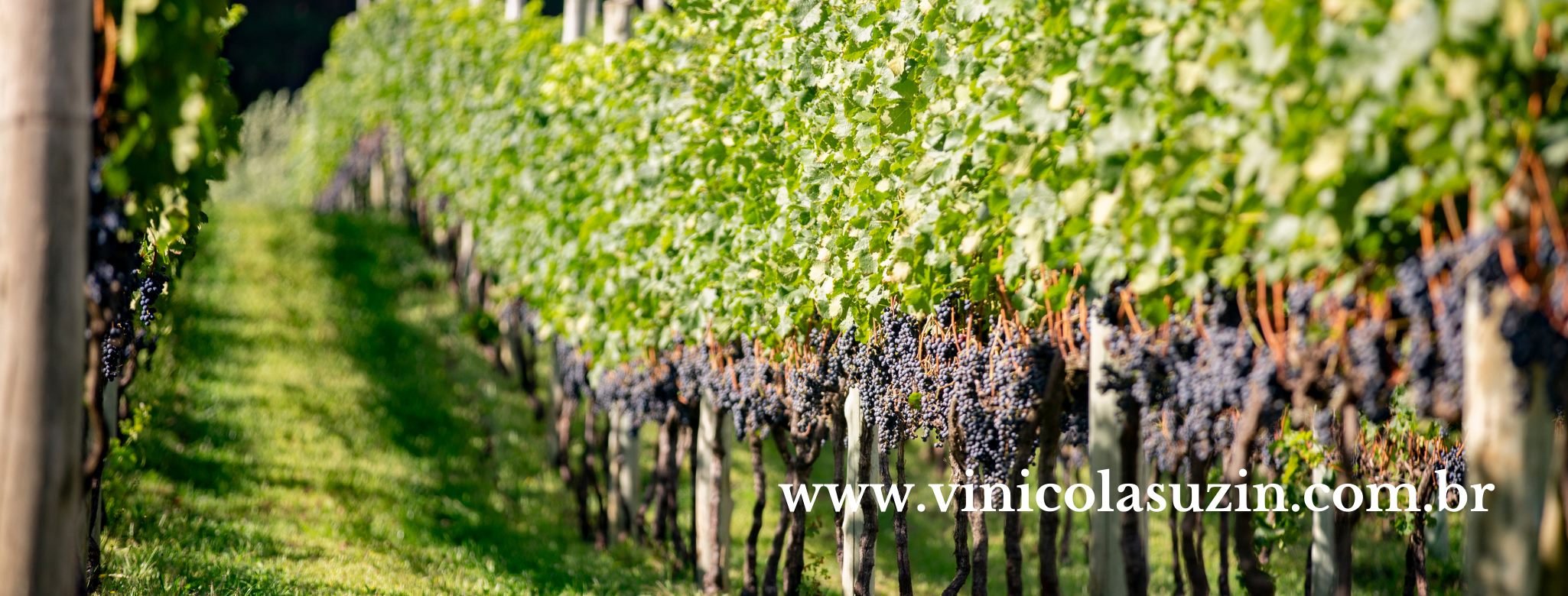 Suzin Vinícola Suzin | Bah Wine