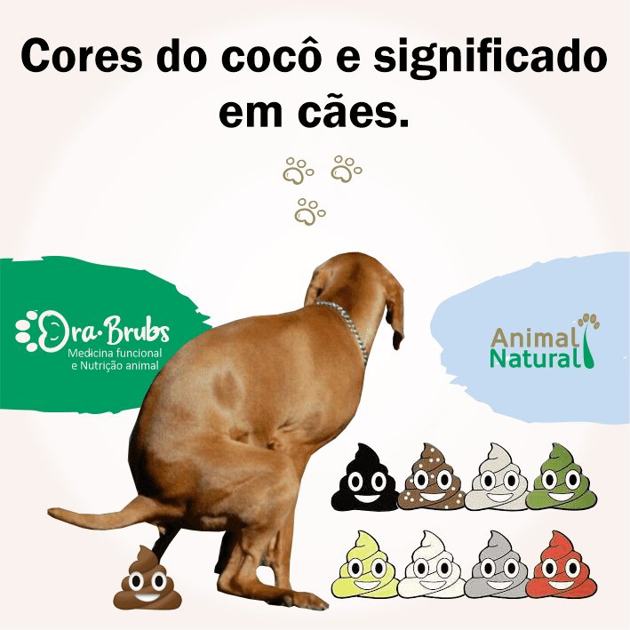 Fezes dos cães: Tudo o que precisa de saber