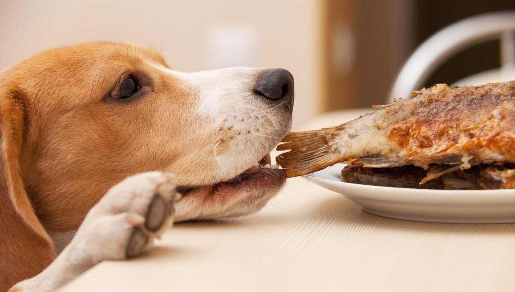 Cachorro pode comer fígado de boi? Descubra agora!
