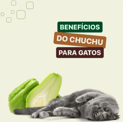 Vídeo para gatos: conheça os benefícios!