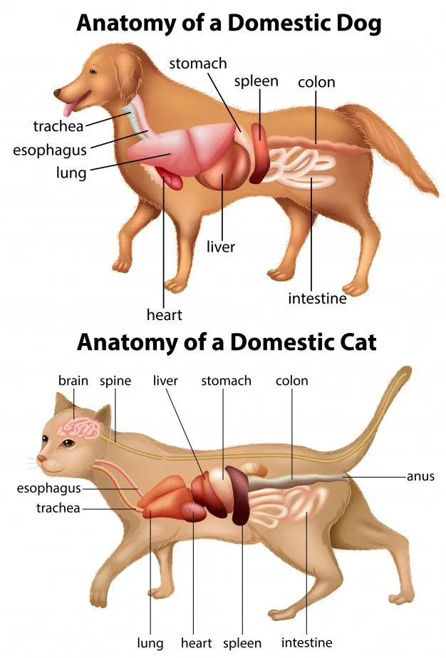 O Que é Sistema Anatomia Veterinaria O Que é Sistema Anatomia Veterinaria