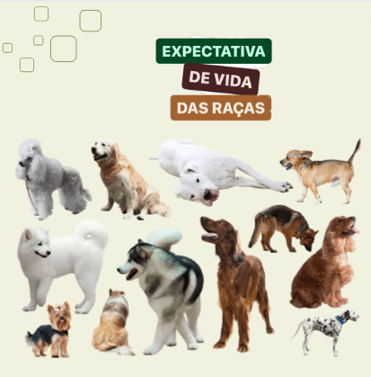 Qual a expectativa de vida de 19 raças de cães - BBC News Brasil