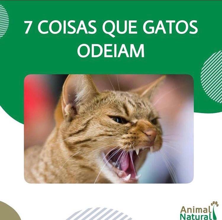 11 SONS DE GATOS e seus SIGNIFICADOS 