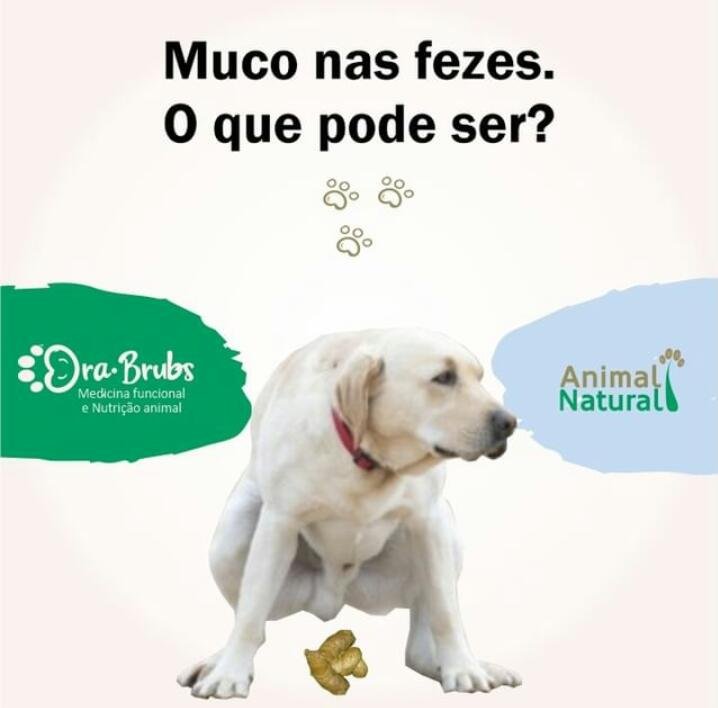 Fezes dos cães: Tudo o que precisa de saber