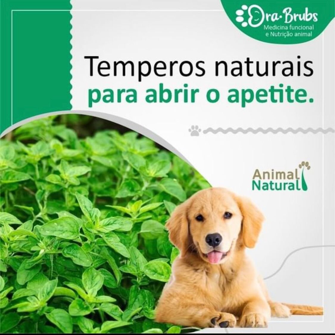 TEMPEROS NATURAIS PARA ABRIR O APETITE | Animal Natural