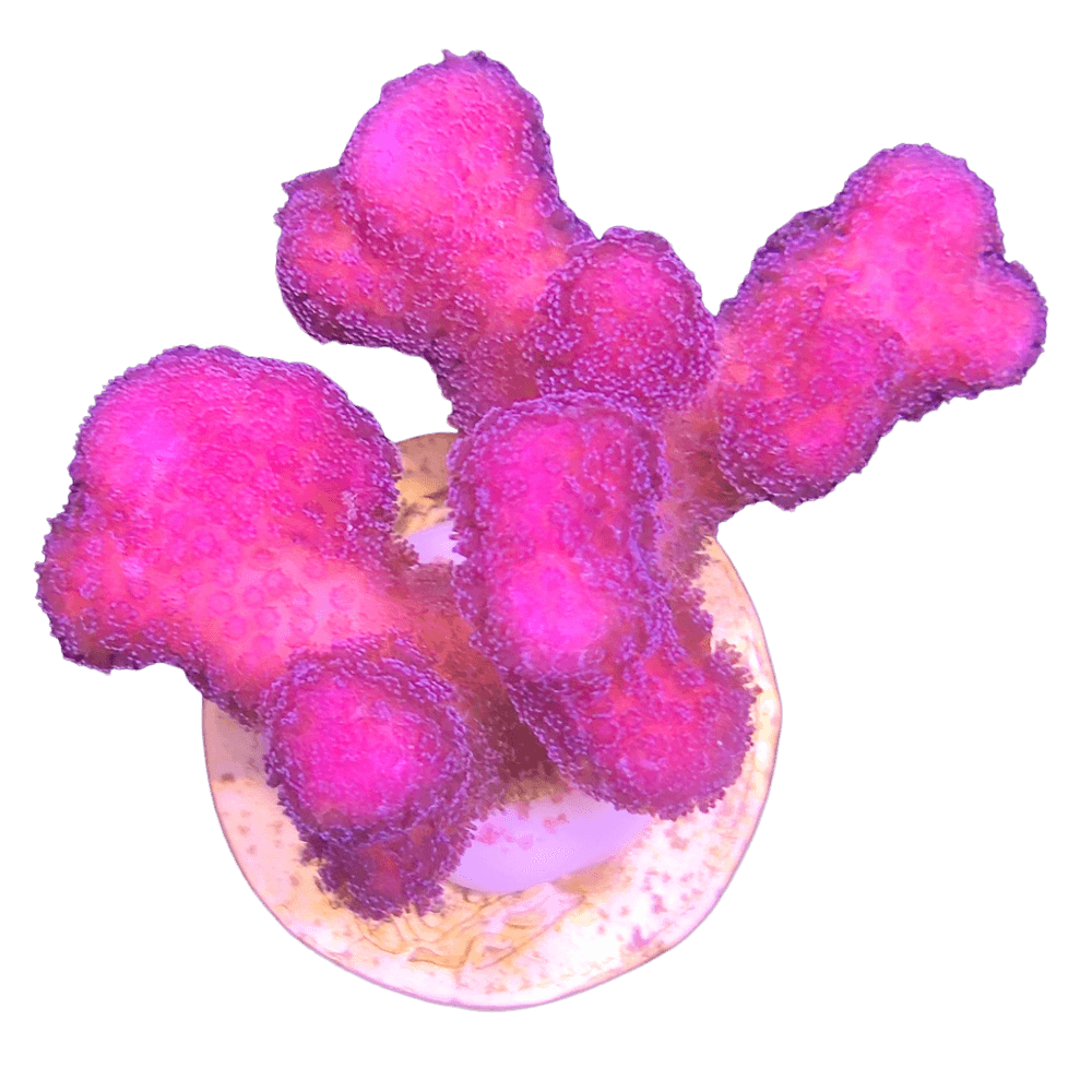 Coral Cultura | Dentro e fora dos Reefs