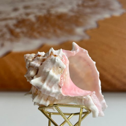 Concha Natural Murex Pecten 10-12 Cm - Decoración Para Acuario, Hogar O Manualidades, Estilo Marino