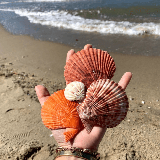 Kit 10 Conchas do Mar Shells Vieira Coloridas Naturais | Paraiso das ...