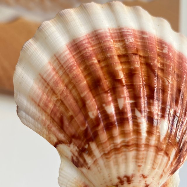 Concha do Mar Natural Shell Branca J37 | Paraiso das Conchas
