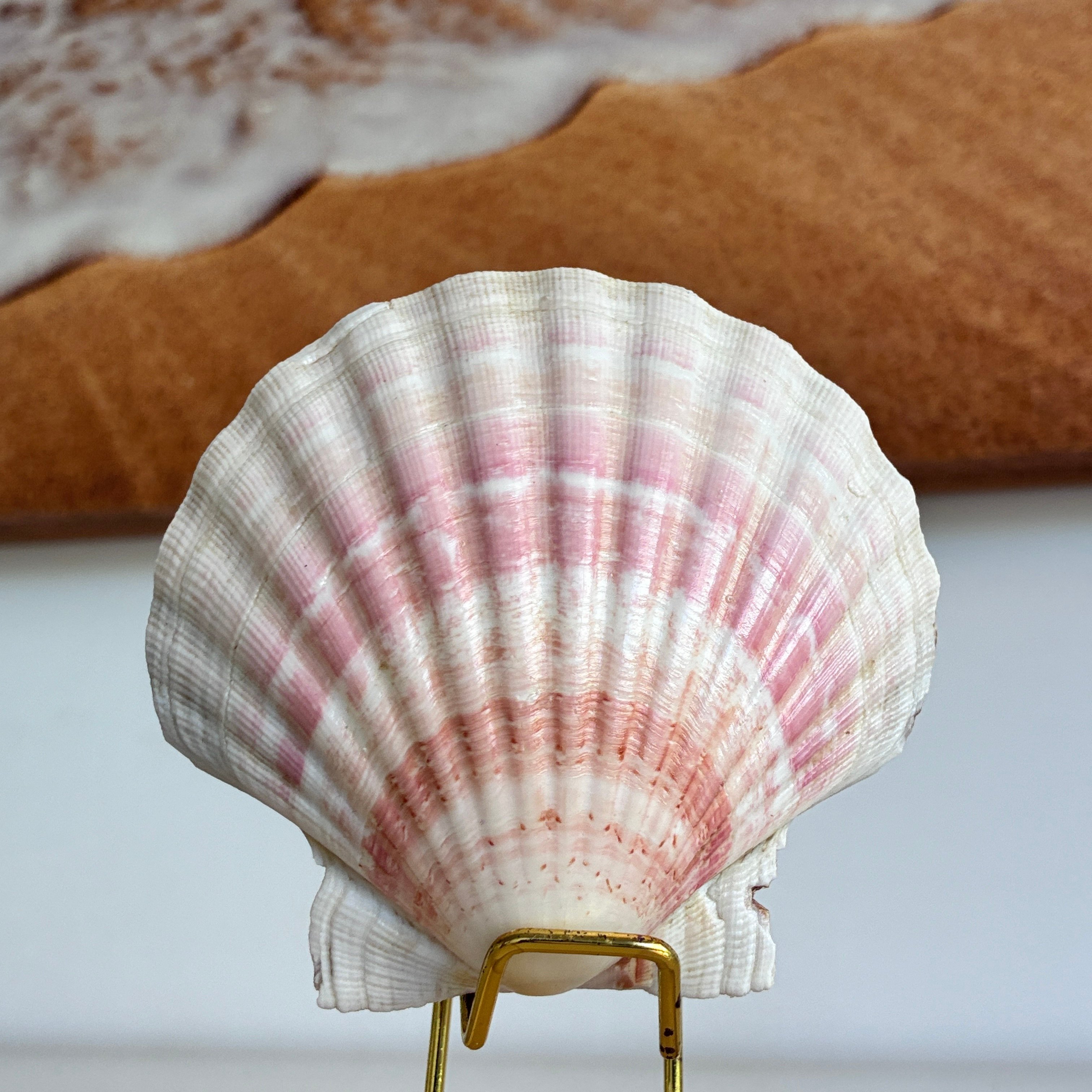 Concha do Mar Natural Shell Branca MI5 | Paraiso das Conchas
