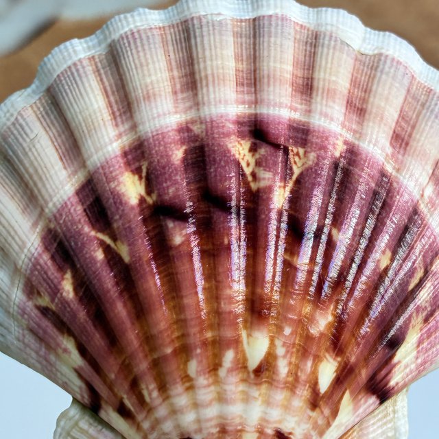 Concha do Mar Natural Shell Branca J61 | Paraiso das Conchas