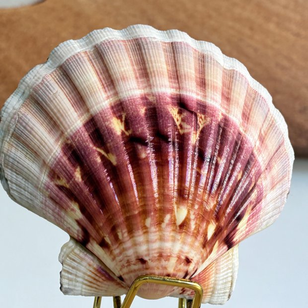 Concha do Mar Natural Shell Branca J61 | Paraiso das Conchas