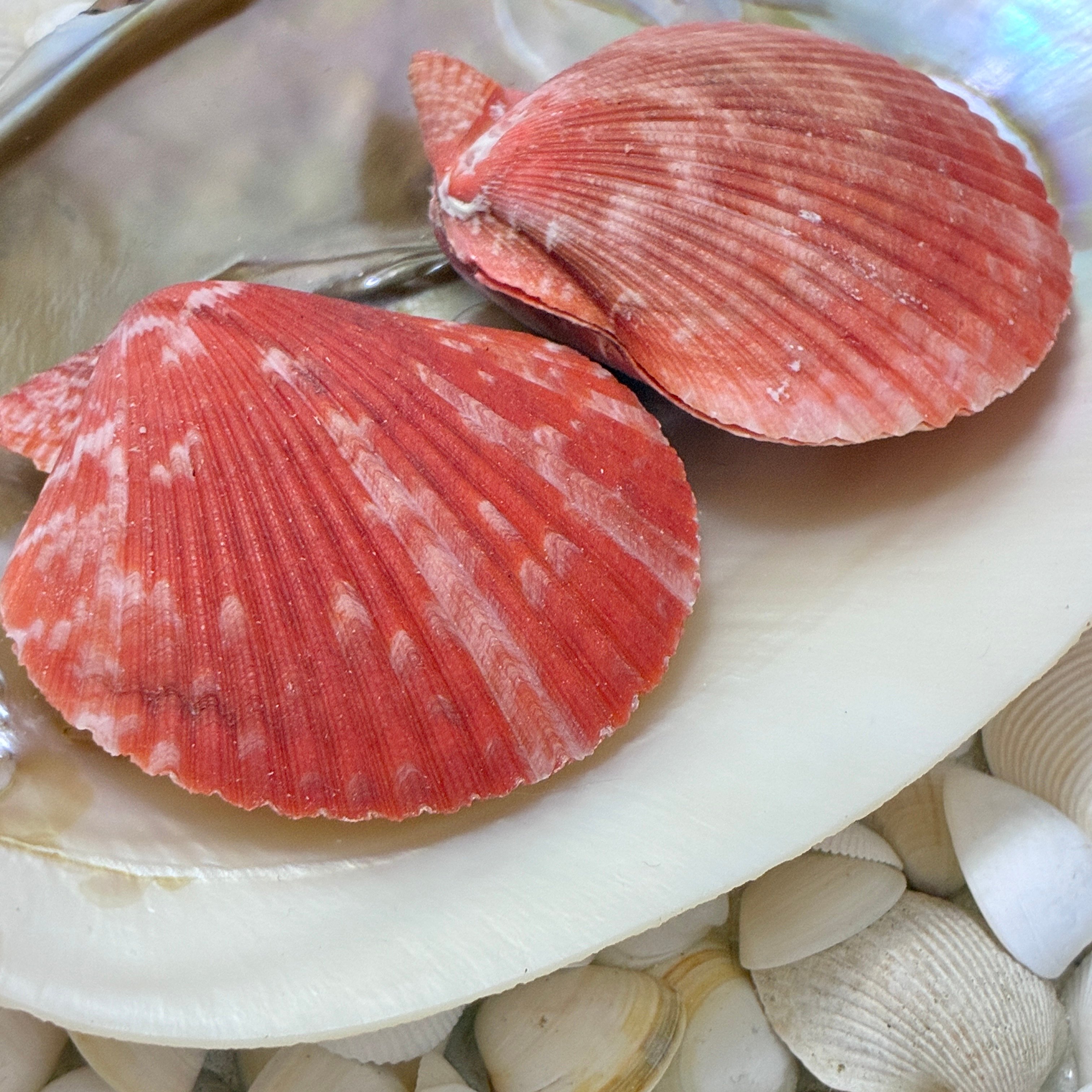 Kit 2 Conchas do Mar Naturais Shell Fechada Rosa MI22 | Paraiso das Conchas