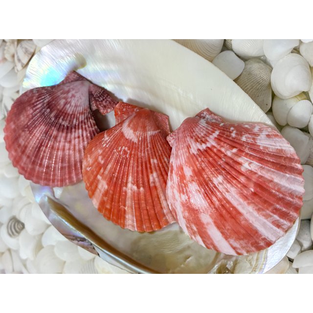 Kit 3 Conchas do Mar Naturais Shell Rosa MI27 | Paraiso das Conchas