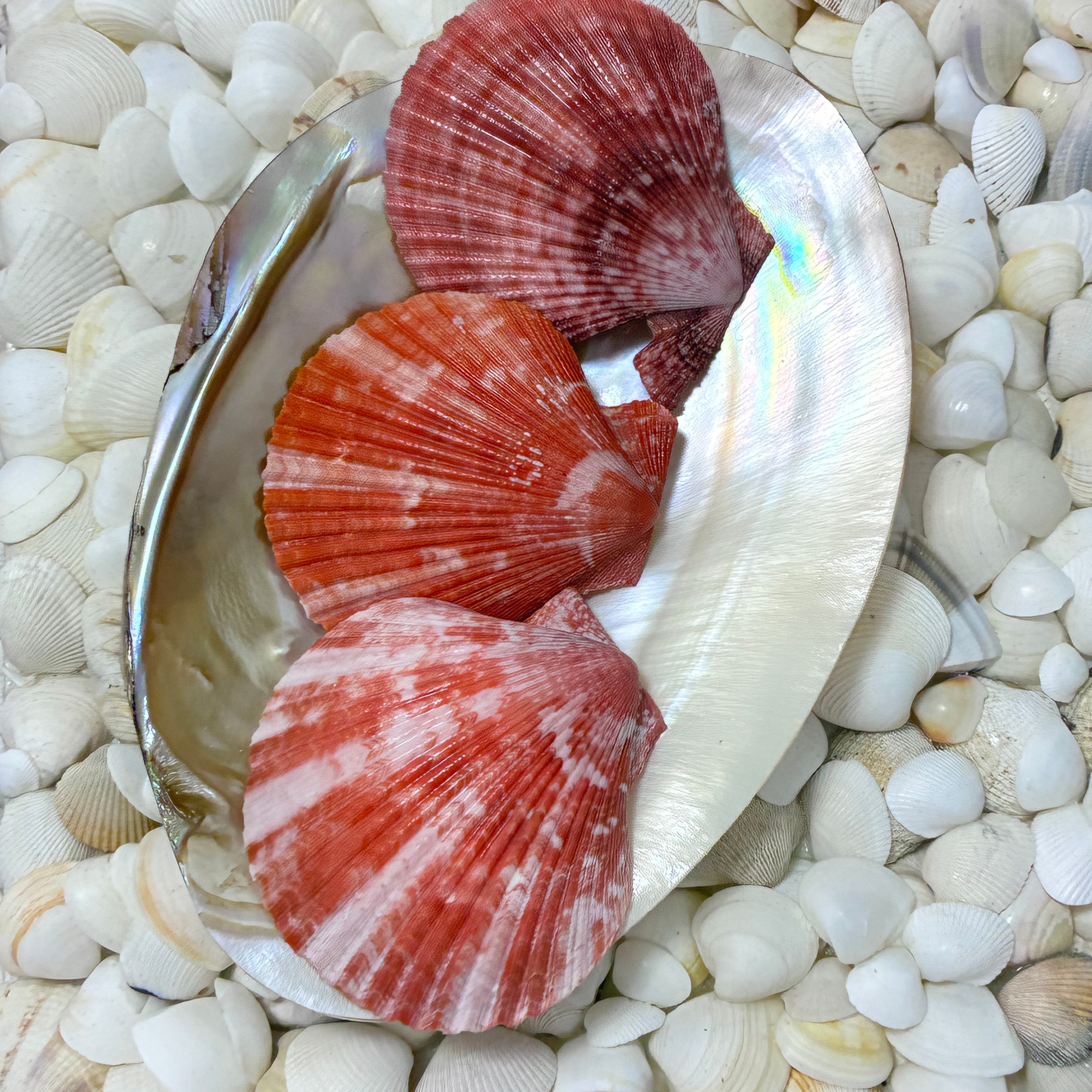 Conchas Shell Kit 3 Conchas do Mar Naturais Shell Rosa MI27 | Paraiso das Conchas