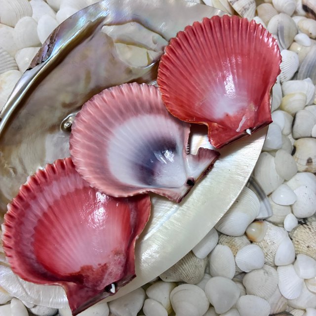 Kit 3 Conchas do Mar Naturais Shell Rosa MI27 | Paraiso das Conchas