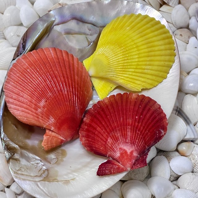 Kit 3 Conchas do Mar Naturais Shells MI29 | Paraiso das Conchas