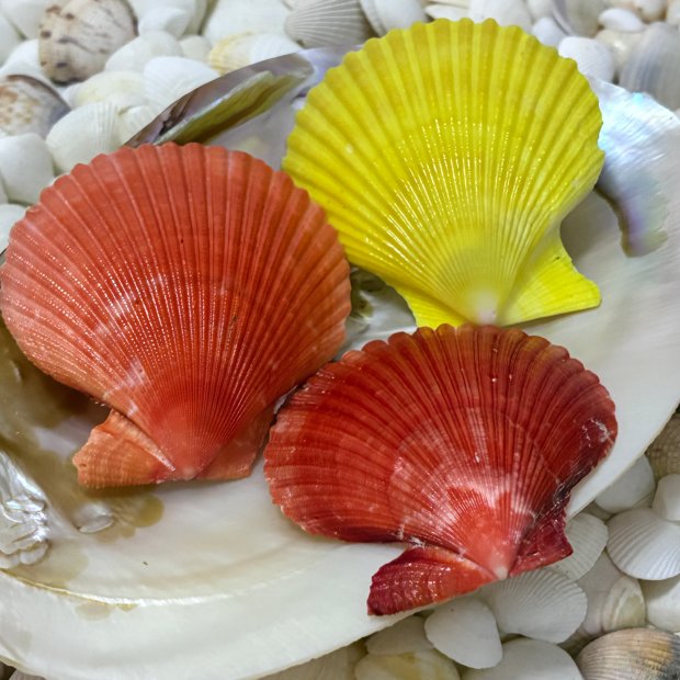 Kit 3 Conchas do Mar Naturais Shells MI29 | Paraiso das Conchas