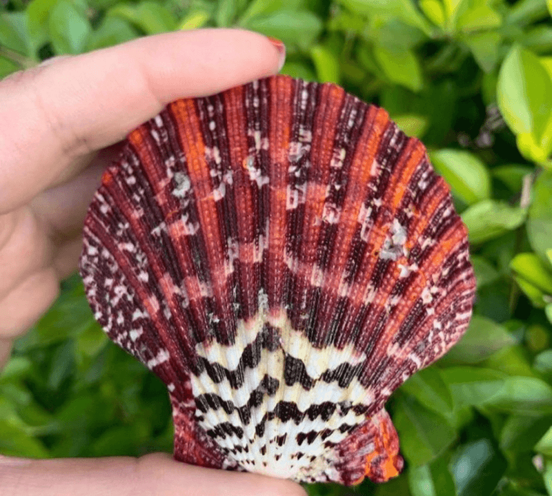 Concha Shell Scallop Roxa | Paraiso das Conchas