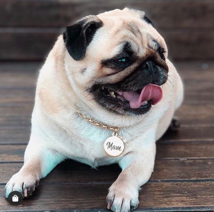 Marcas de luxo investem em acessórios para pets incluindo coleiras  personalizadas - Blog Ana Cláudia Thorpe