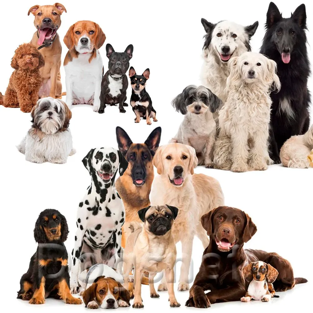300 Nomes de raças de cachorro - Lista COMPLETA de A a Z