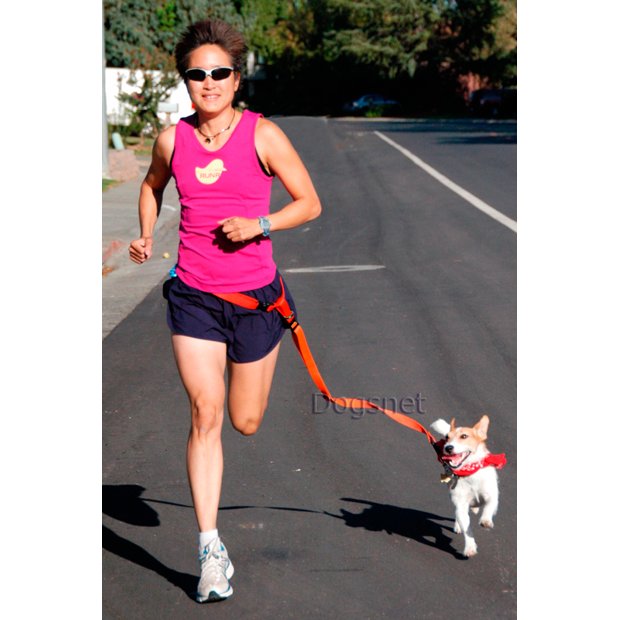 Guia de Corrida – Cinto + Guia para Correr com Cachorro | Dogsnet