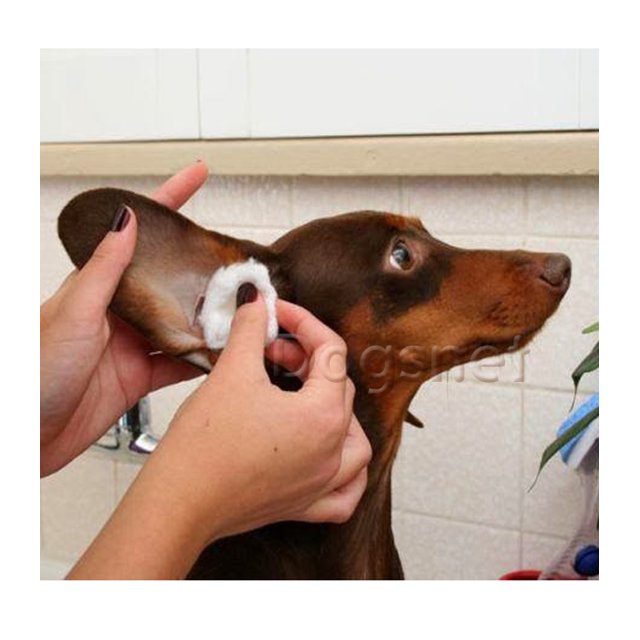 Algodão Hidrófobo (Impermeável) - Proteção do ouvido no banho