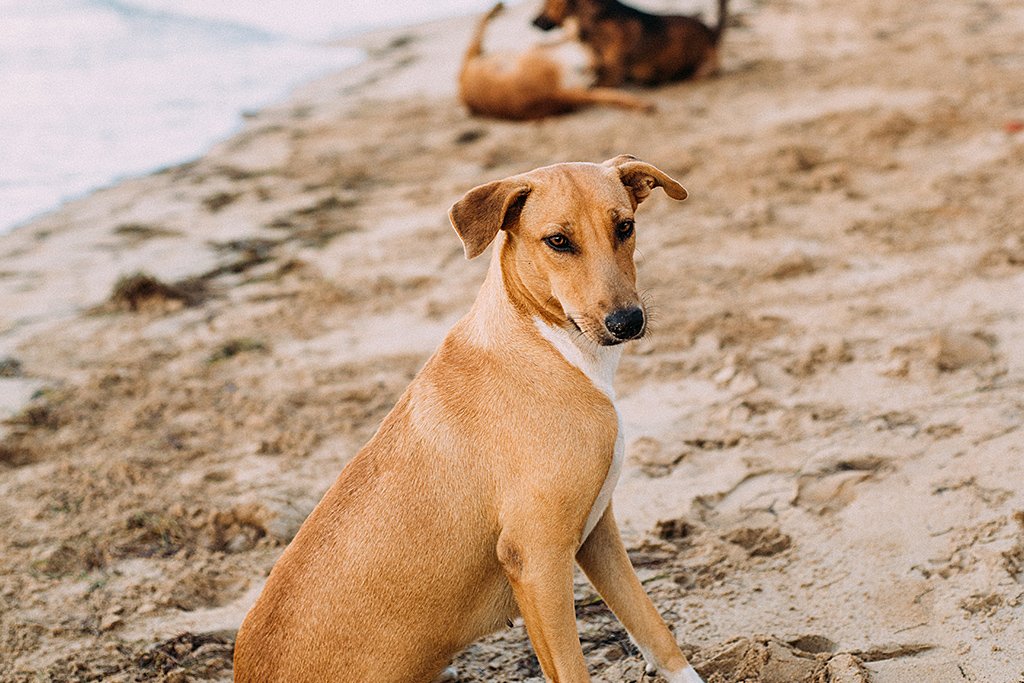 Protetor solar para cães e gatos é muito importante!