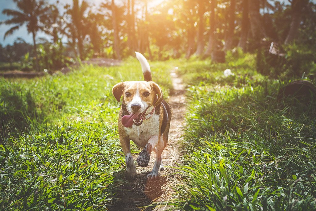 Qual o tipo de tosa ideal para seu cão?