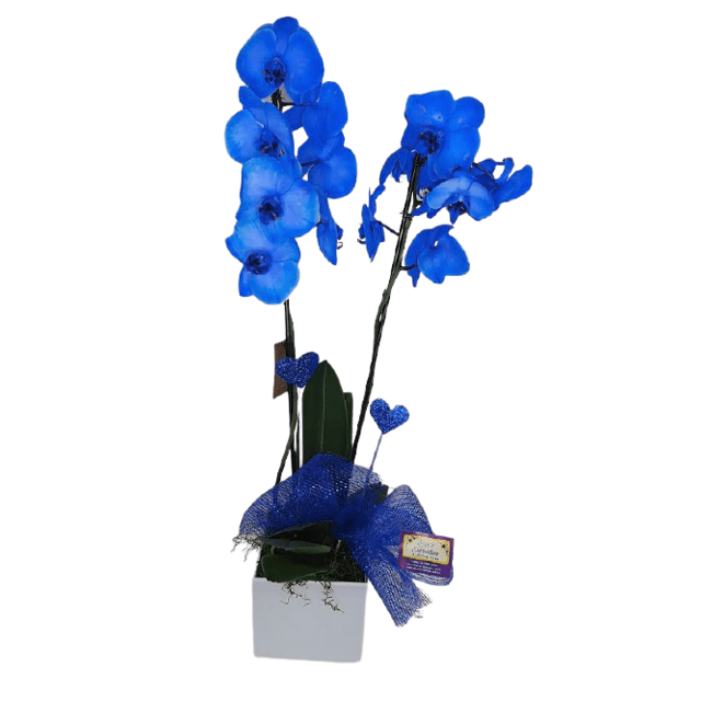 Orquídea Azul (Phalaenopsis Blue Mystic) | Grupo Aroma