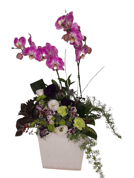 Orquídea Phaleanopsis com arranjo de flores naturais | Grupo Aroma