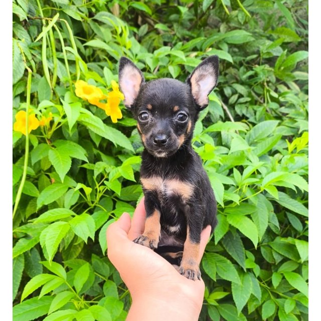 Filhote De Pinscher Esta o Mundo PET filhote-de-pinscher-esta-o-mundo-pet