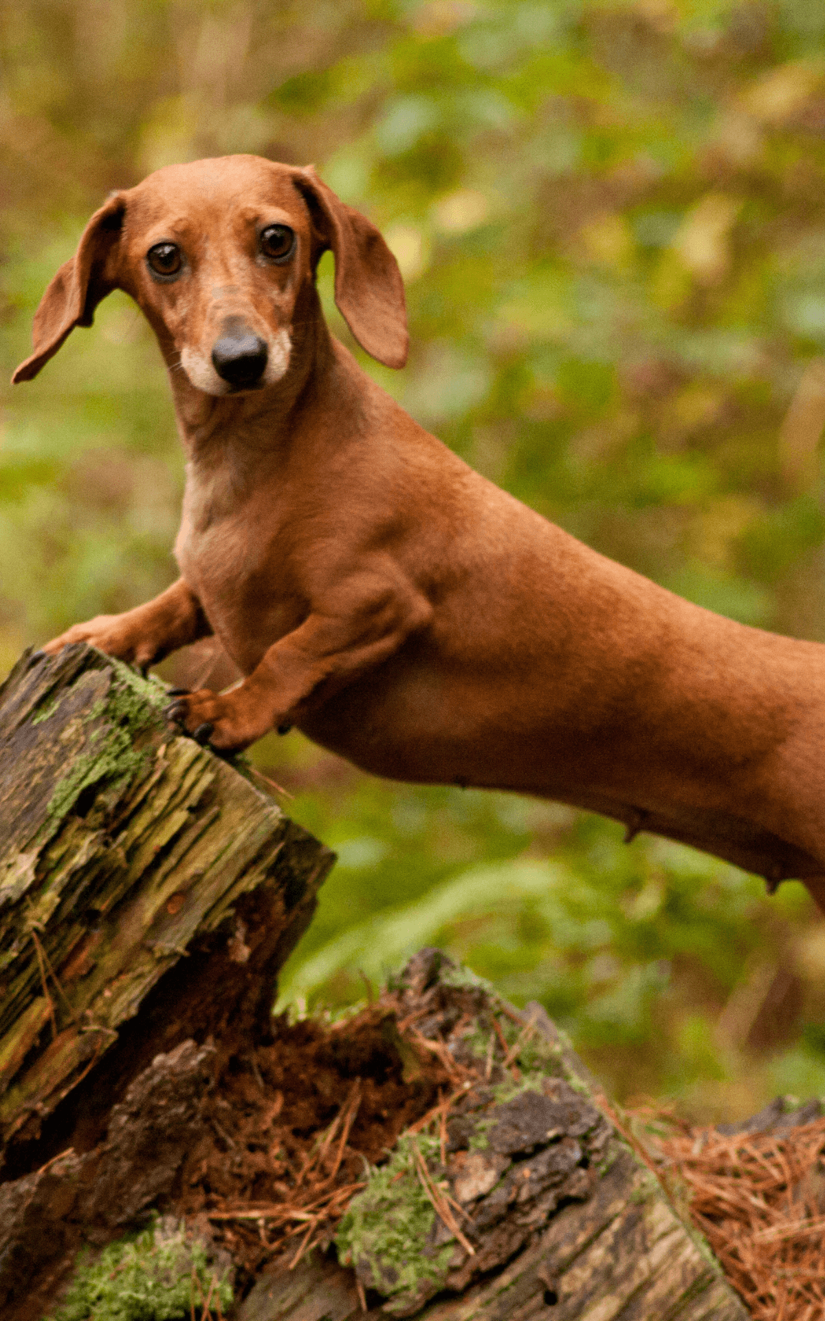 Sobre | Recanto Canino
