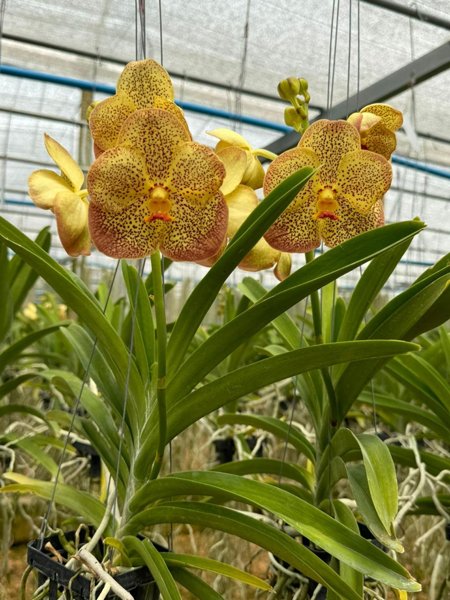 Vanda Prapathom Gold x Vanda Thai Sport | Garnet Orquídeas
