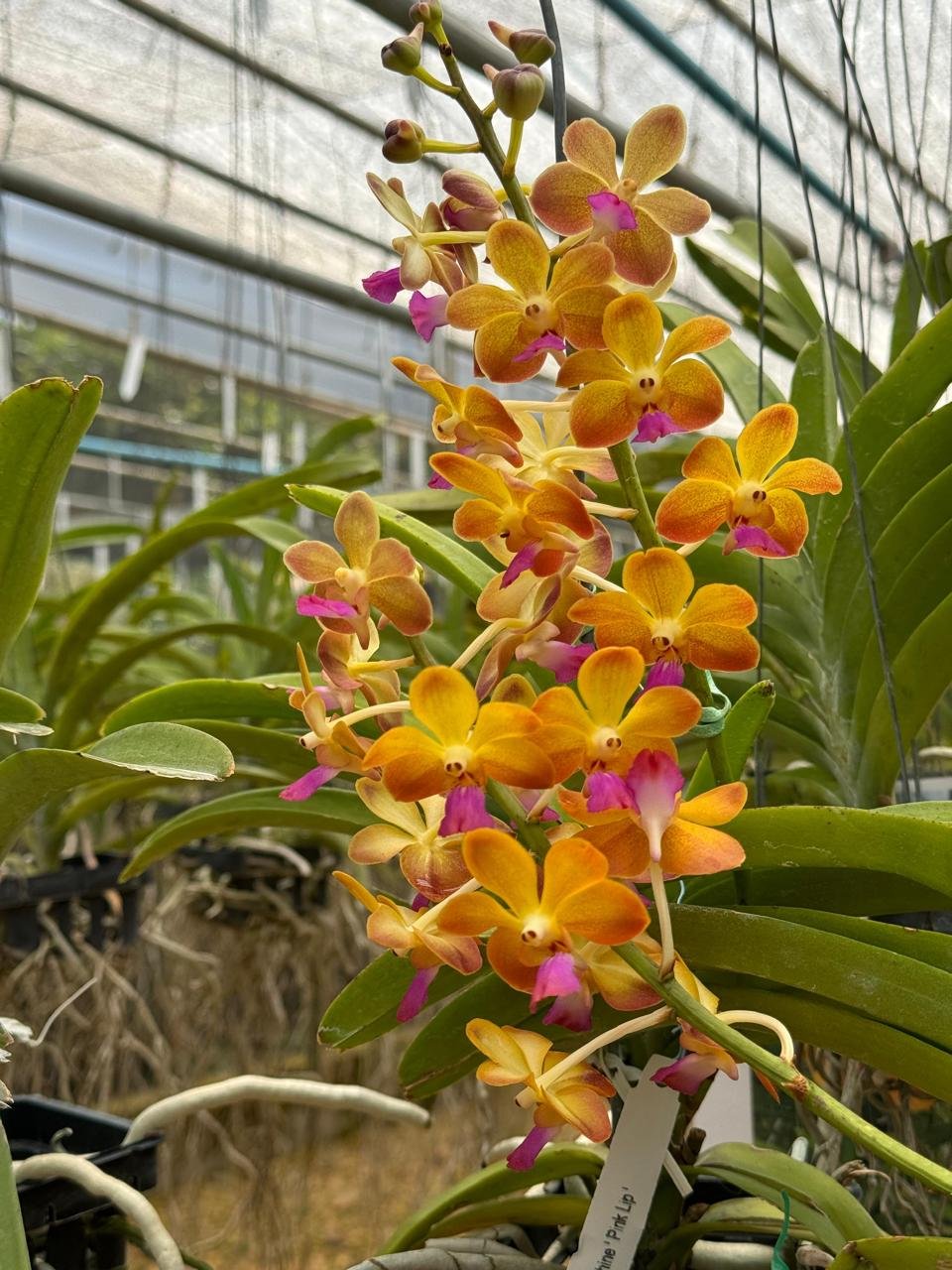 Vanda Red Lip | Garnet Orquídeas