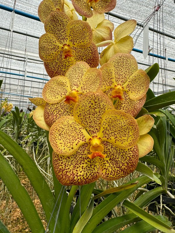 Vanda Prapathom Gold x Vanda Thai Sport | Garnet Orquídeas