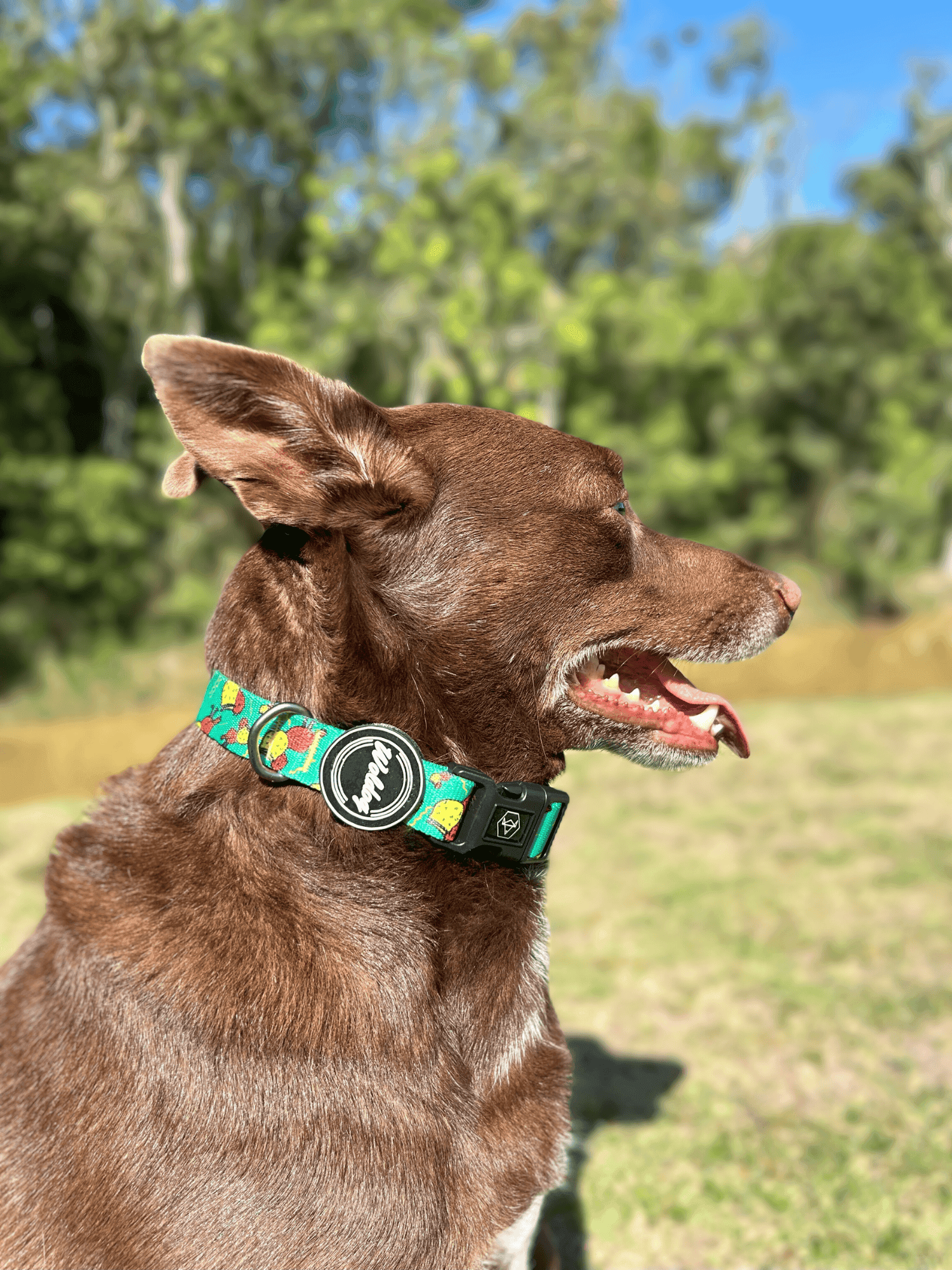 Soul Dog design-sem-nome-57.png?v=
