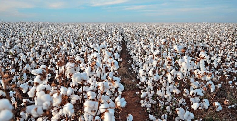 Cuecas de cotton ou algodão, existe diferença?