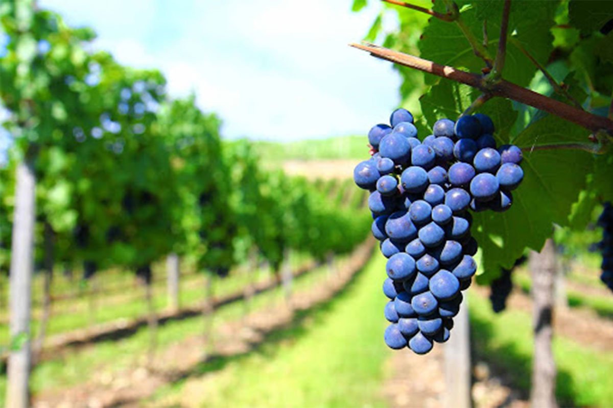 Uva – Negroamaro | Vino Veritas