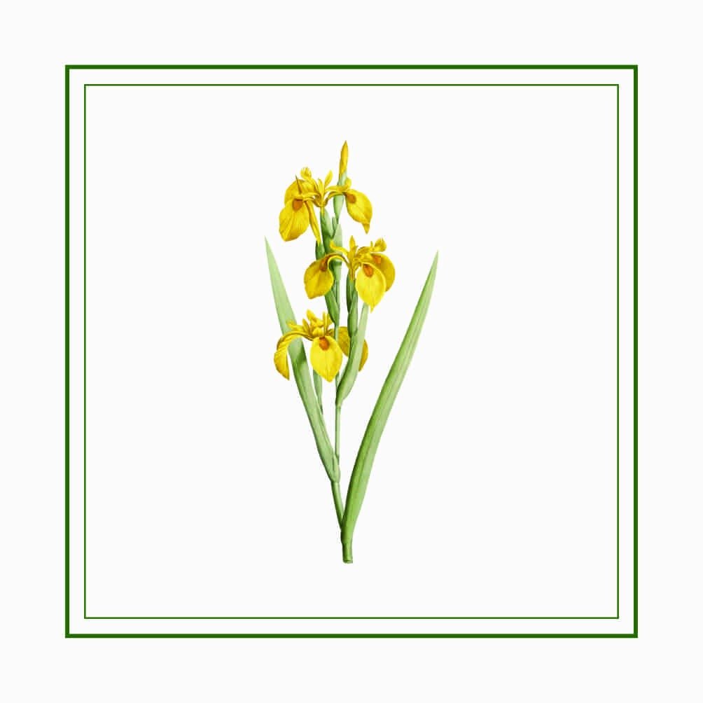 Cartões Duplos Modelo Orquídea Amarela | FB Cards