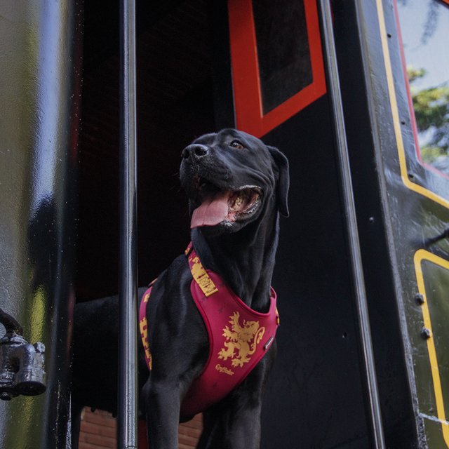 Peitoral Air Harry Potter - Corvinal para Cães