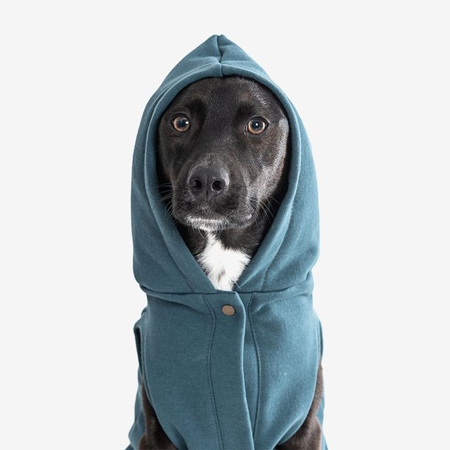 dog compression moletom com capuz